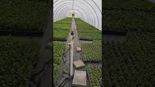 Azalea cutting production azalea azaleacuttings cuttings propagation [upl. by Aehtna]