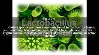 Lactobacillus rhamnosus Top  5 Facts [upl. by Lundell]