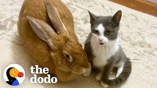 Rescued Bunny Turns Into The Best Foster Mom  The Dodo [upl. by Gnel]