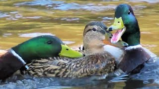 Mallard Ducks QUACKING ANGRY Fight to Mate with Female [upl. by Terrena784]