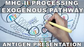 Exogenous Pathway of Antigen Presentation  MHC II Processing [upl. by Anauqaj]