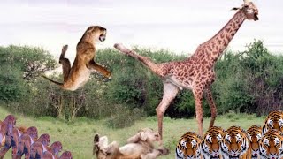 Great Battle Giraffe Throws Powerful Kick At Lions Herd in Dramatic [upl. by Yreva]