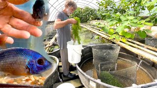 Setting up a 300gallon cichlid breeding vat ••• Copadichromis borleyi ••• from Lake Malawi [upl. by Atirehc]