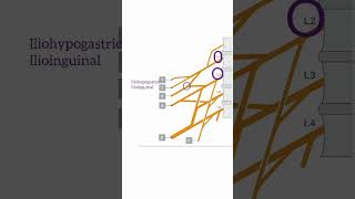 Lumbar plexus in its simplest form abdomen humananatomy anatomy medicalstudent [upl. by Daniel]