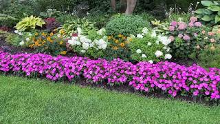 Sunpatiens and Why I Plant Them [upl. by Isidoro511]