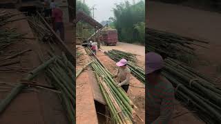 Process Of Crushing Small Moso Bamboos Into Chips For Papermaking [upl. by Alleyn]