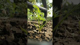 The carrot plants have grown so big nature farming carrot shorts [upl. by Arsi]