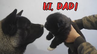 Proud American Akita dad meets his puppies [upl. by Meelak]