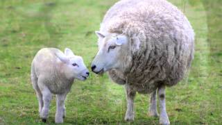 Sheep Sounds and Pictures for Education and Teaching [upl. by Mikkel]