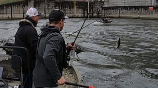 Cumberland River fishing  MutiSpecies below Wolf Creek Dam [upl. by Leiser]