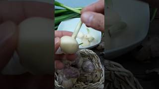 Preparing Garlic for Planting farming planting revivalgarden short [upl. by Anirav]