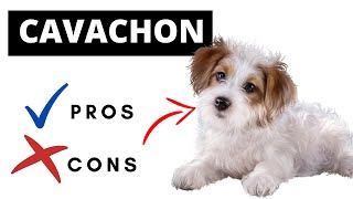 Cavachon Pros And Cons  Should You REALLY Get A CAVACHON [upl. by Clava]