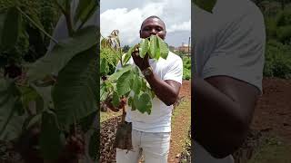 Cet arbre soigne le cancer Voici comment jardin agricultureurbaine afrique agriculture [upl. by Semaj]