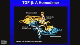 TRACO 2016 TGF beta and topoisomerase [upl. by Hamimej]