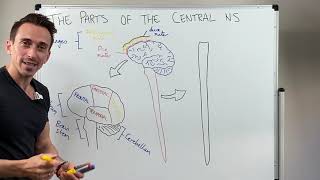 Overview of the Central Nervous System CNS [upl. by Rowney]