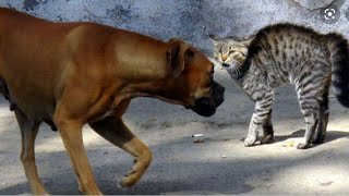 ⚠️🔞Chien vs chat Quatre chien attaque une maman chat et ses petits [upl. by Kapoor]