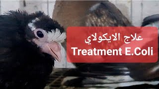 Best treatment for Escherichia coli for the pigeon AdenoColi [upl. by Akilaz]