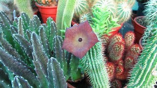 My Hoodia gordonii Succulent Plant in beautiful Flower [upl. by Constance864]