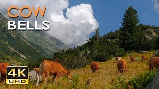 4K Mountain Cows  Cowbell Sounds  Relaxing Animals amp Nature Video  Ultra HD  2160p [upl. by Krysta41]