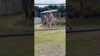 Giraffes fighting😱🦒viralvideoshorts [upl. by Yevette]