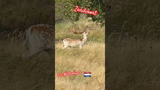 Strolling in Zandvoort the Netherlands fyp [upl. by Navac101]