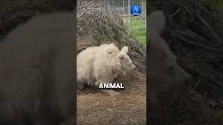 Why Do Some Animals Hibernate 🦫🦫education animals hibernate shorts [upl. by Odrarebe]