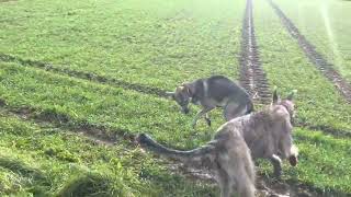 Irischer Wolfshund und Saarloos Wolfhund zwei junge Verrückte [upl. by Leanora188]