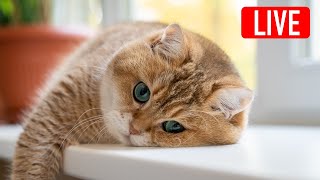 Hosico Live stream  09032023 [upl. by Olenolin]