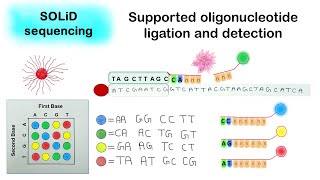 SOLID sequencing  Supported oligonucleotide ligation and detection [upl. by Haldane376]