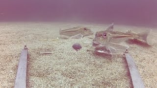 GoPro underwater fishing 167ft deep shetland [upl. by Auqcinahs]