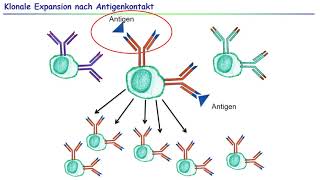 23 Primäre lymphatische Organe  Lymphozytenreifung [upl. by Suivatnad]