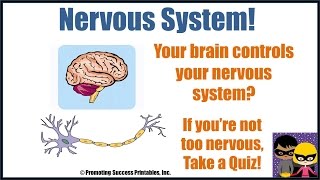 Nervous System Human Body Anatomy Science Video for Middle Elementary School Kids [upl. by Ydna]