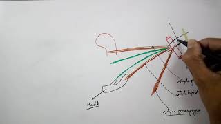 Styloid apparatus in 23 min on tips part PART 12 [upl. by Ailedo428]