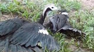 UFC Pantanal Collared ForestFalcon vs Common PipingGuan [upl. by Eilsehc300]