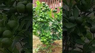 🌿How grow Lime tree great idea to propagate lime tree by air layering using a Carrot🥕gardening [upl. by Winnah]