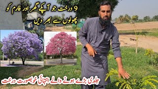 Best flowering trees selection Beautiful trees growing in my farm IR FARM [upl. by Niemad]