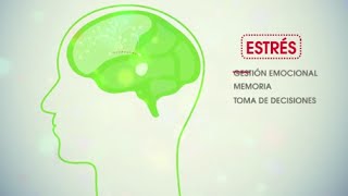 Neuroeducación por otra escuela [upl. by Filippa]