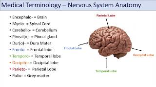 Medical Terminology  Lesson 8  Nervous System Cardiorespiratory and Endocrine Anatomy Terms [upl. by Ttsepmet]