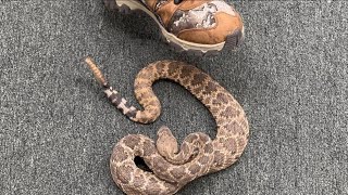 Angry Rattlesnake Rattles and Strikes at Person [upl. by Asit406]