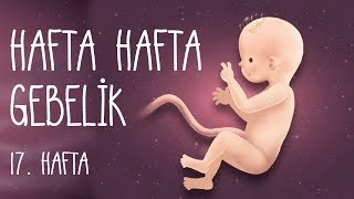 Hafta Hafta Gebelik 17 hafta [upl. by Lindsay630]