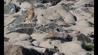 wheatear [upl. by Ahseinaj]