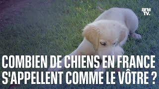 Le top 10 des noms de chiens les plus donnés en France en 2022 [upl. by Rhu]