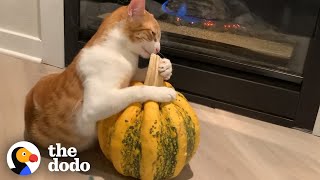 Cat Is Obsessed With Pumpkin  The Dodo [upl. by Ahgiel]