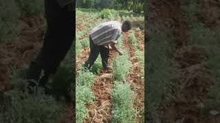 Pyrethrum harvesting in Kenya [upl. by Schwing547]