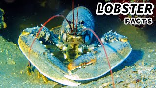 Lobster Facts WHAT is a LOBSTER  Animal Fact Files [upl. by Shiau]