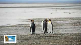 Pinguinos en Chile [upl. by Ahsiekan]