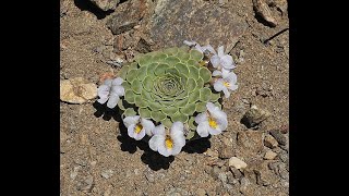 WFSTodd BolandSpring Wildflowers of Patagonia Part 1Alpine and Woodlanders March 12 2024 [upl. by Bael]