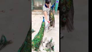 Attractive peacock feathers peacock shorts bdsports love song bollywood hindisong [upl. by Rothenberg23]