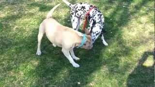 Pitbull Vs Dalmatian [upl. by Nnairet]