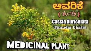 ಆವರಿಕೆ Tanners Cassia Avaram Cassia Auriculata [upl. by Nylrebmik]